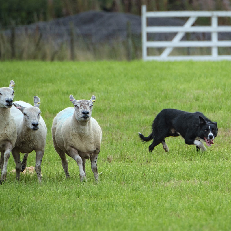 sheepdog herding sheep